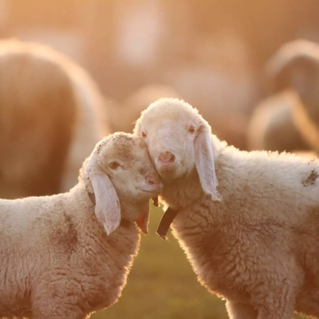 Zwei Schafe auf einer Weide