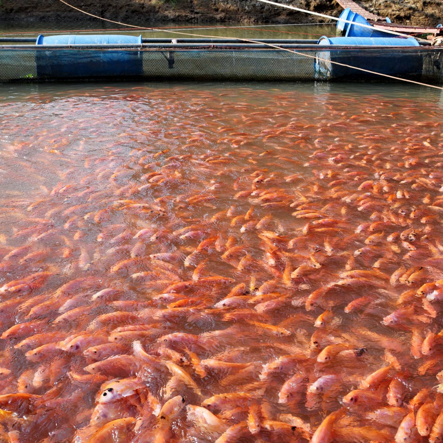 AQUAKULTUREN IN ASIEN ALBTRAUM FÜR FISCHE Animal Equality Germany