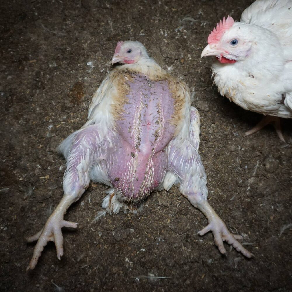 WACHSTUMSEXPLOSION BEI HÜHNERN Animal Equality Germany WACHSTUMSEXPLOSION BEI HÜHNERN Animal Equality Germany