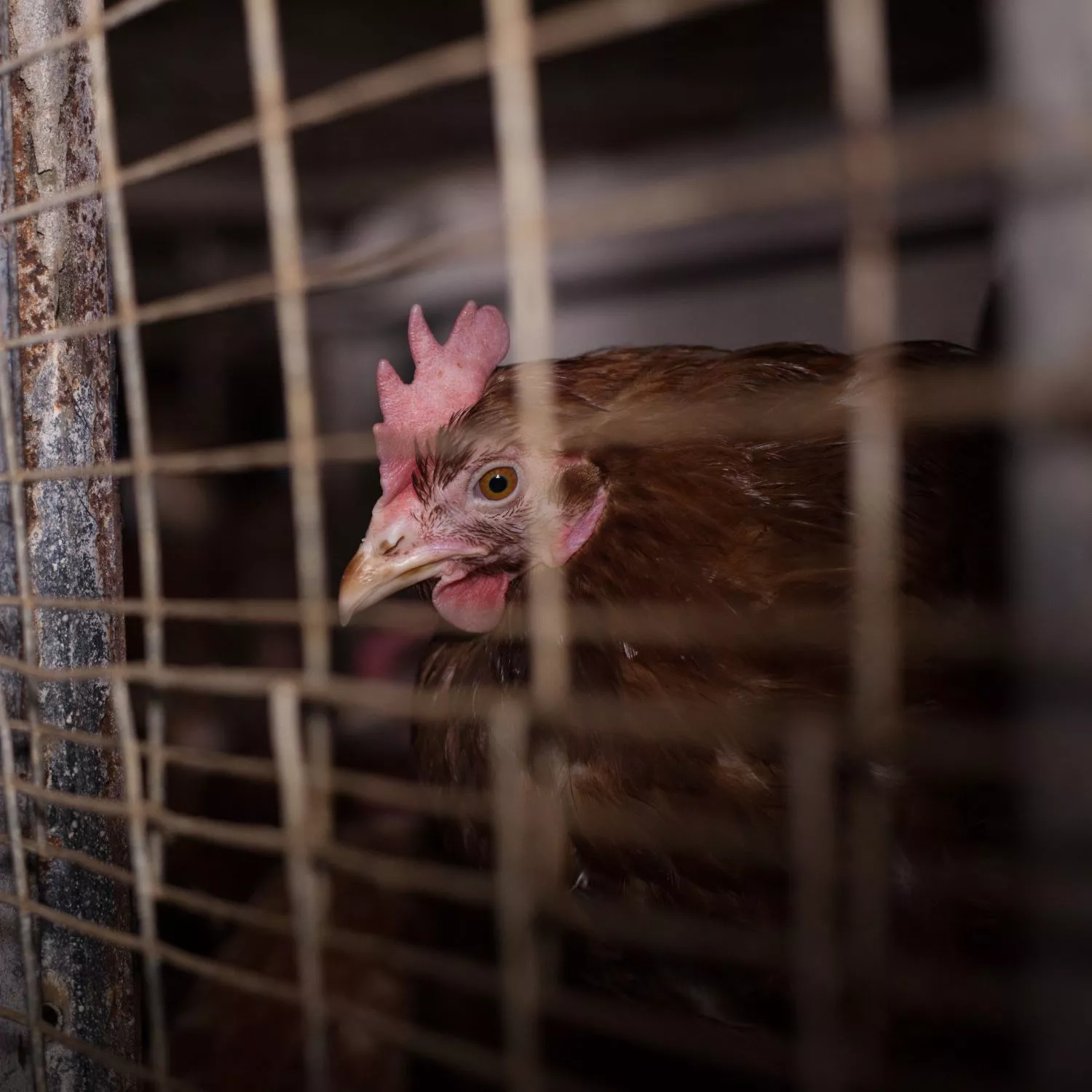 Huhn in der Eierindustrie