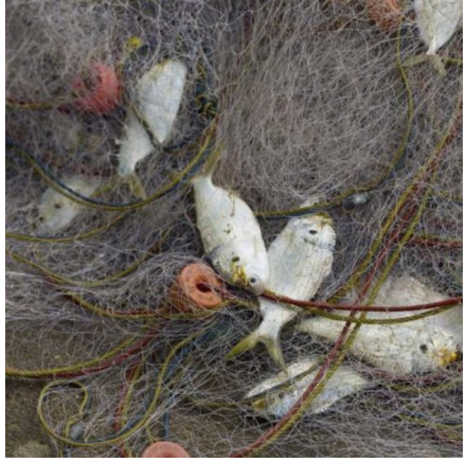 Fische im Netz