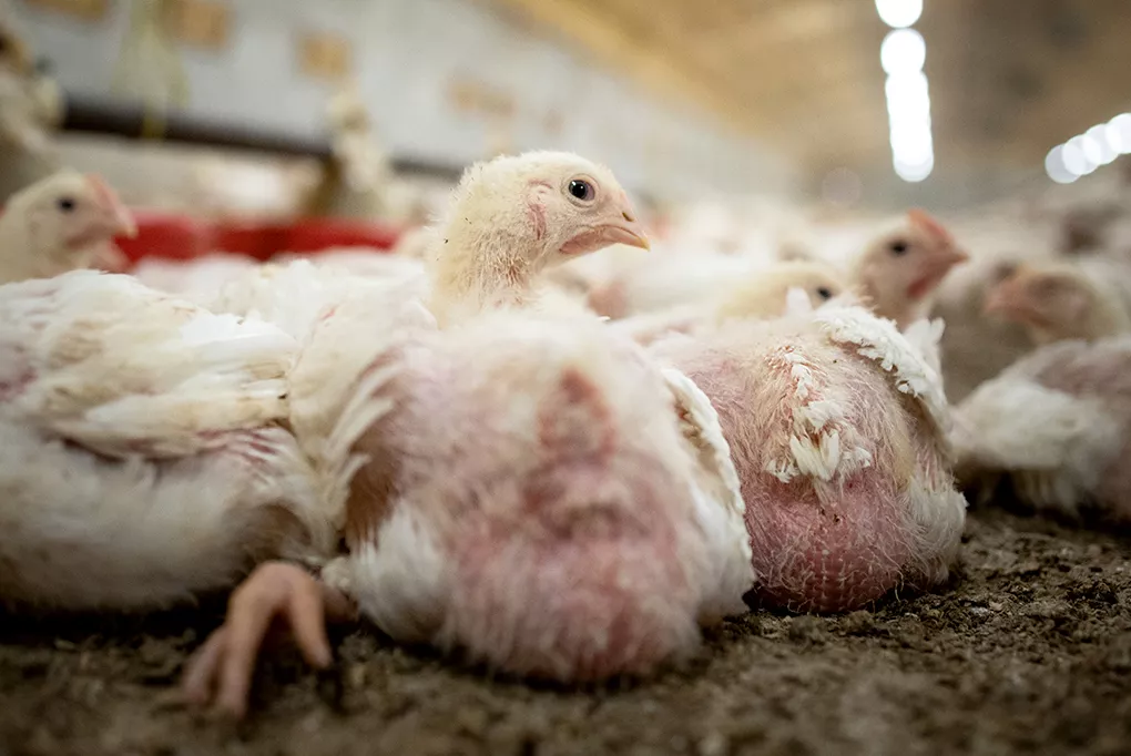 Schlimmster Ausbruch der Vogelgrippe in Deutschland: 1,4 Millionen Tiere getötet 5 Vogelgrippe