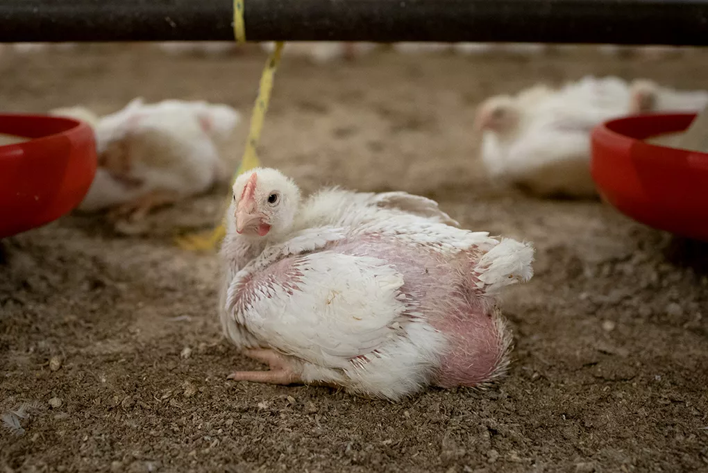 Schlimmster Ausbruch der Vogelgrippe in Deutschland: 1,4 Millionen Tiere getötet 6 Huhn in der Massentierhaltung