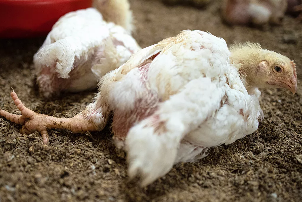 Schlimmster Ausbruch der Vogelgrippe in Deutschland: 1,4 Millionen Tiere getötet 7 Qualzucht