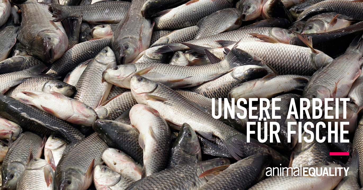 Schãƒâ¼tze Und Fische