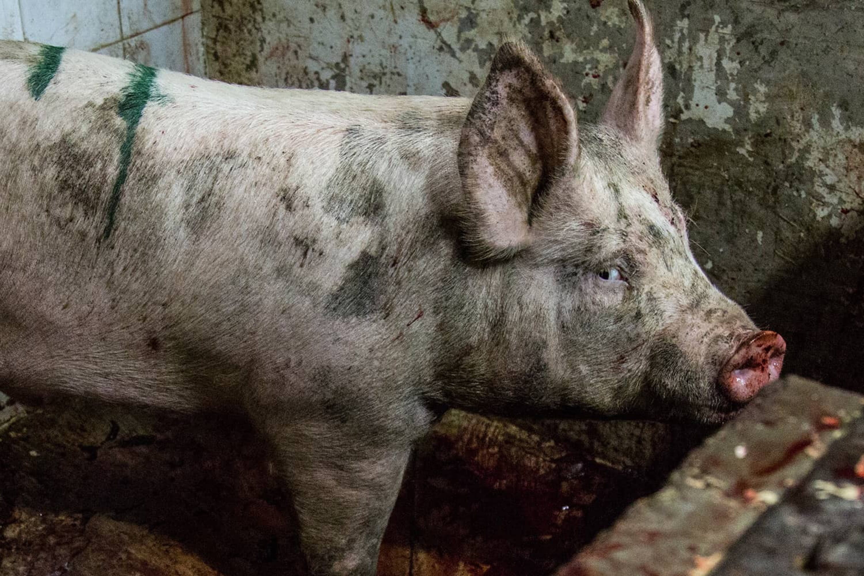Schwein in Schlachthof