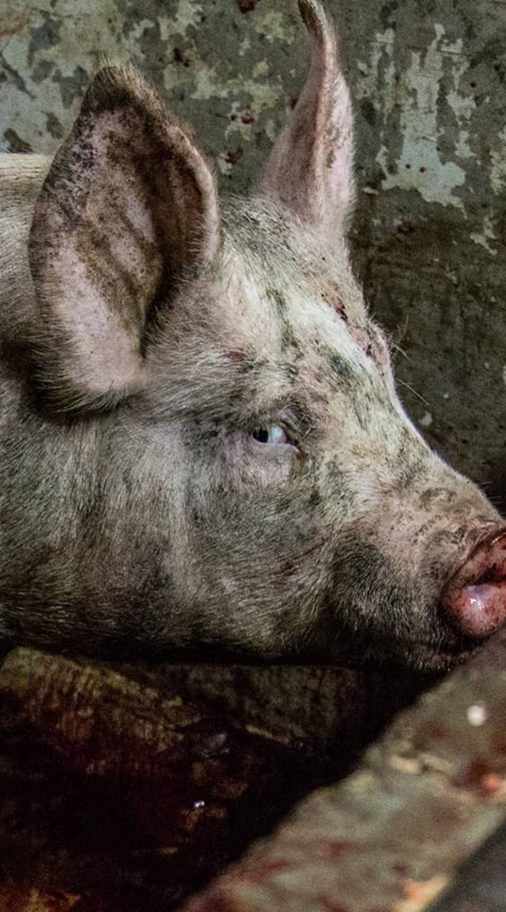 Schwein in Schlachthof