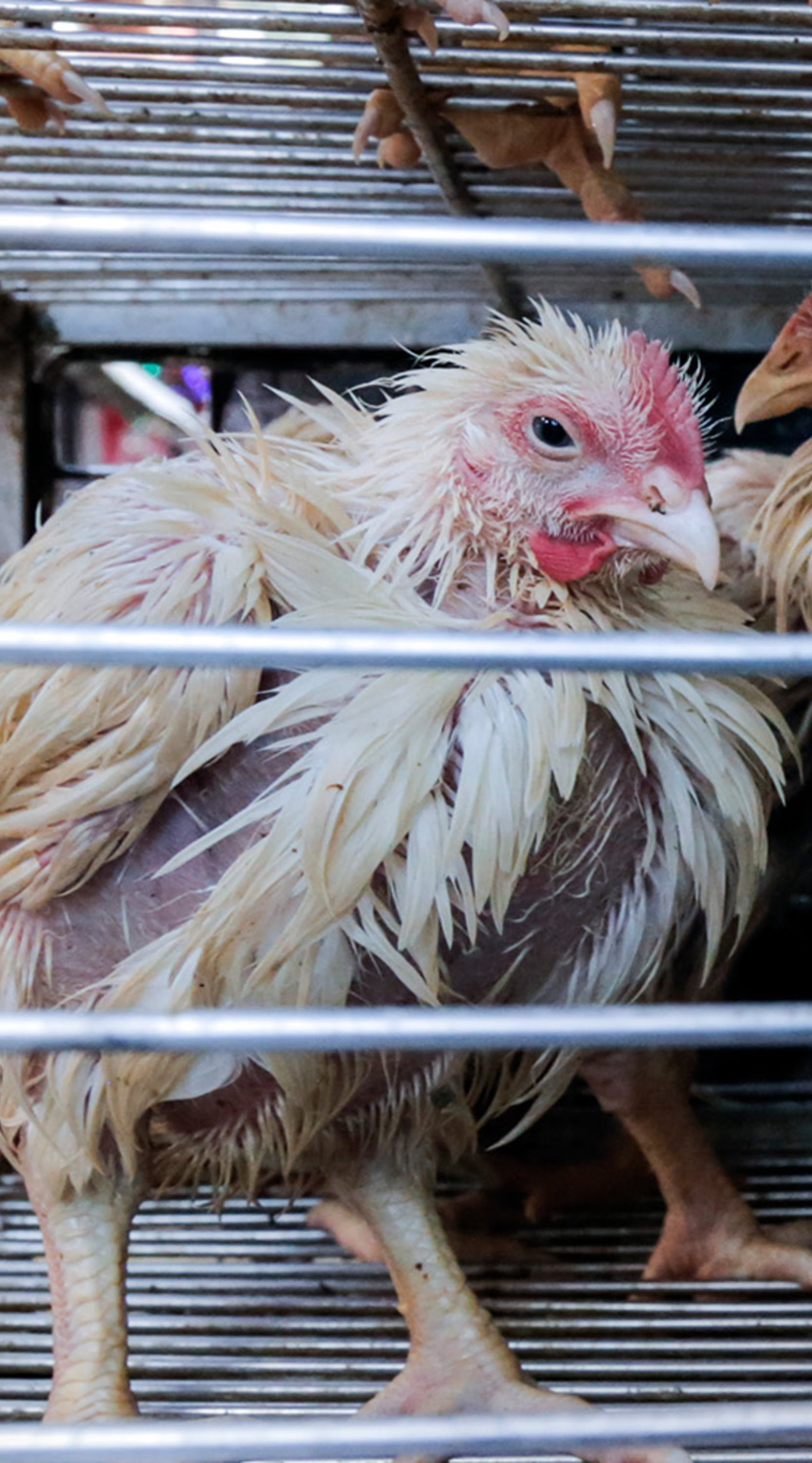 Huhn in einem Käfig
