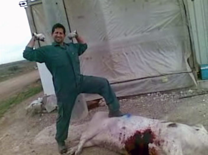 Schlachthausmitarbeiter mit misshandeltem Rind