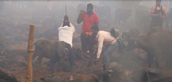 Tötung von Rindern auf dem Gadhimai Fest