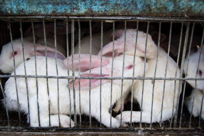 Weiße Kaninchen zusammengepfercht in Käfigen
