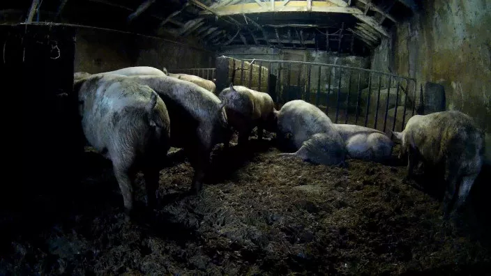 Schweine in einer verschmutzten Stallung