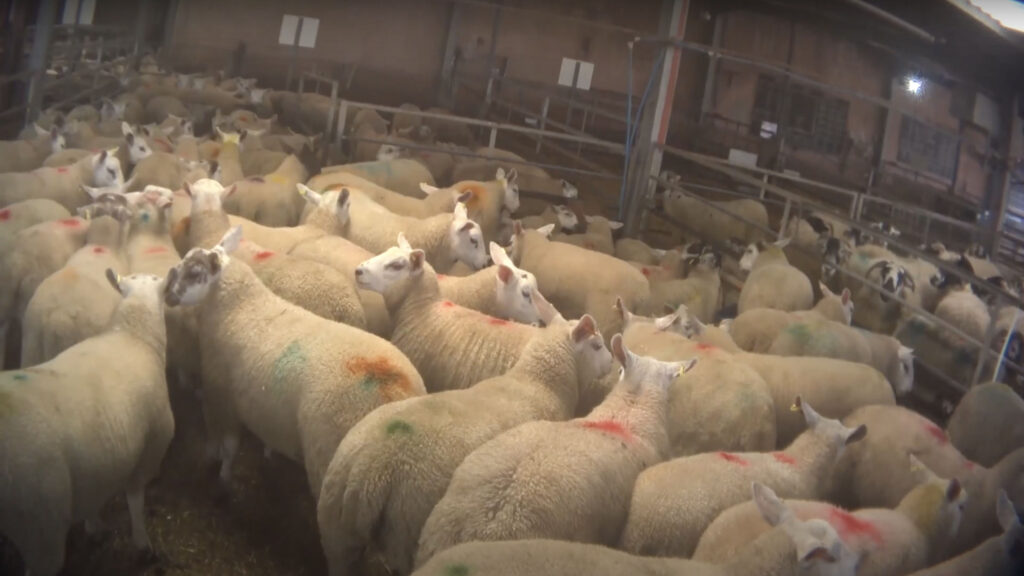 Schafe im Mastbetrieb