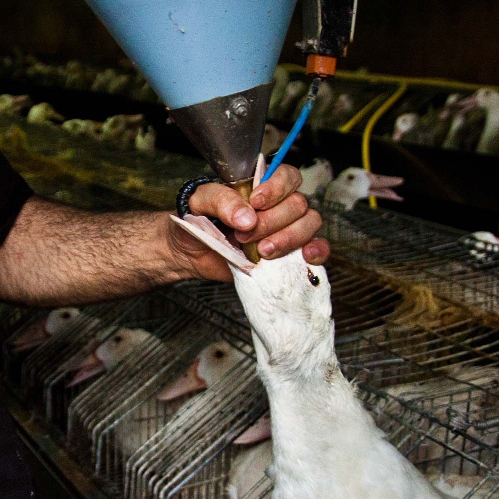 Foie gras: Unser Brief an das britische Parlament