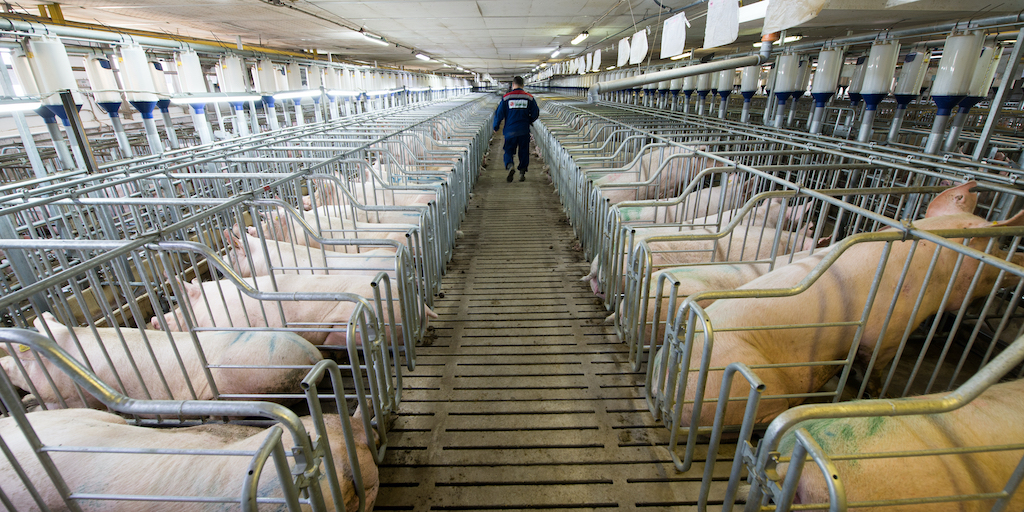 Schweine in Kastenständen