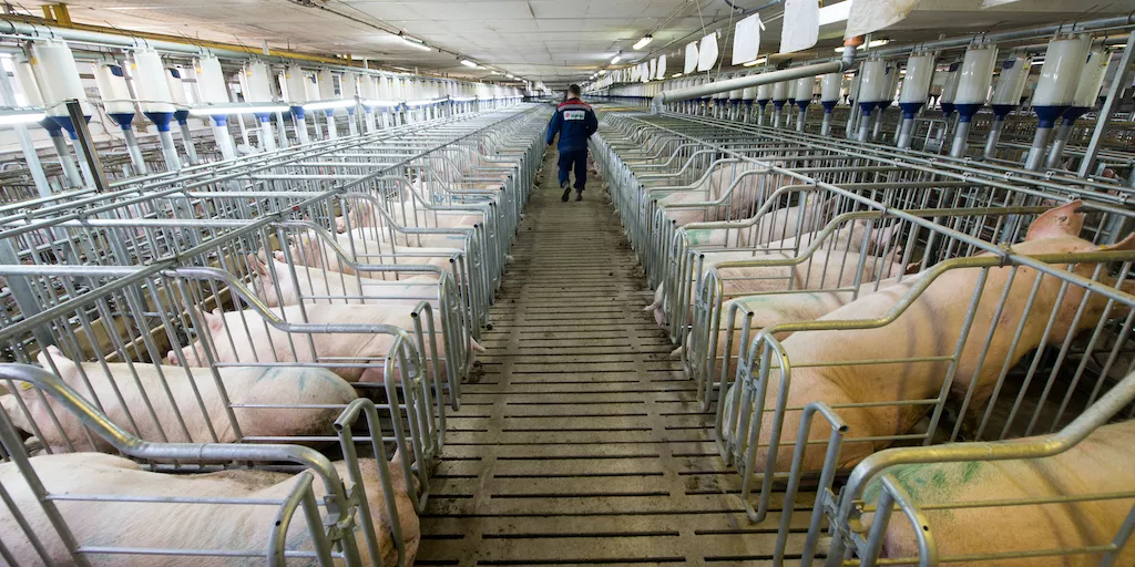 Schweine in Kastenständen