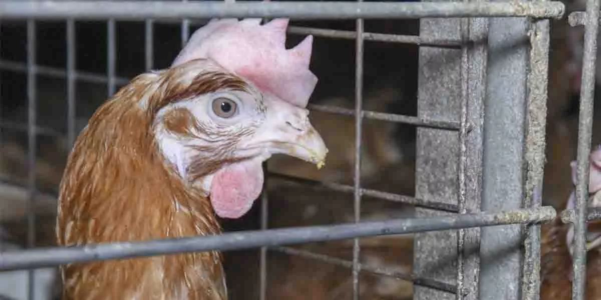 Huhn in einem Käfig