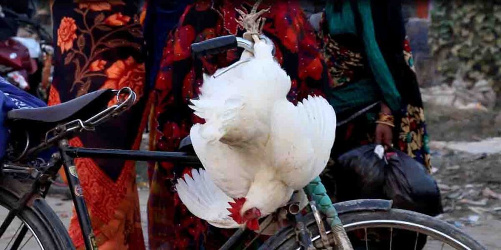 Huhn an einem Fahrrad befestigt