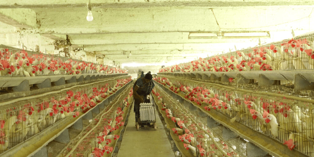 Hühnermastbetrieb in Indien