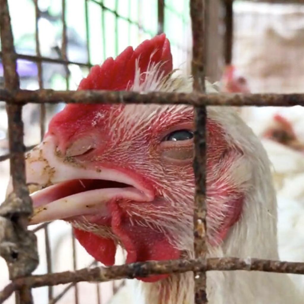 Huhn in Gitterkäfig