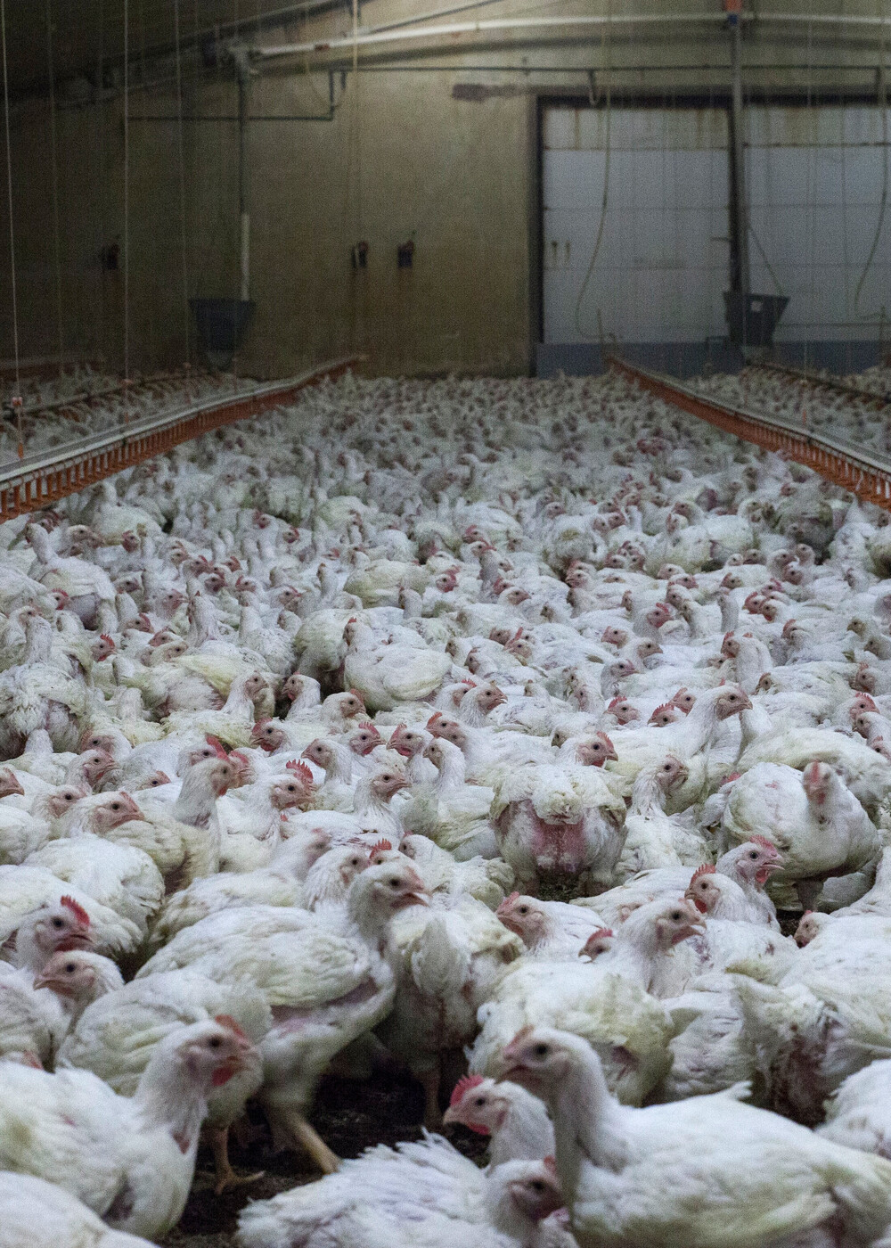 Hühner in der industriellen Tierhaltung