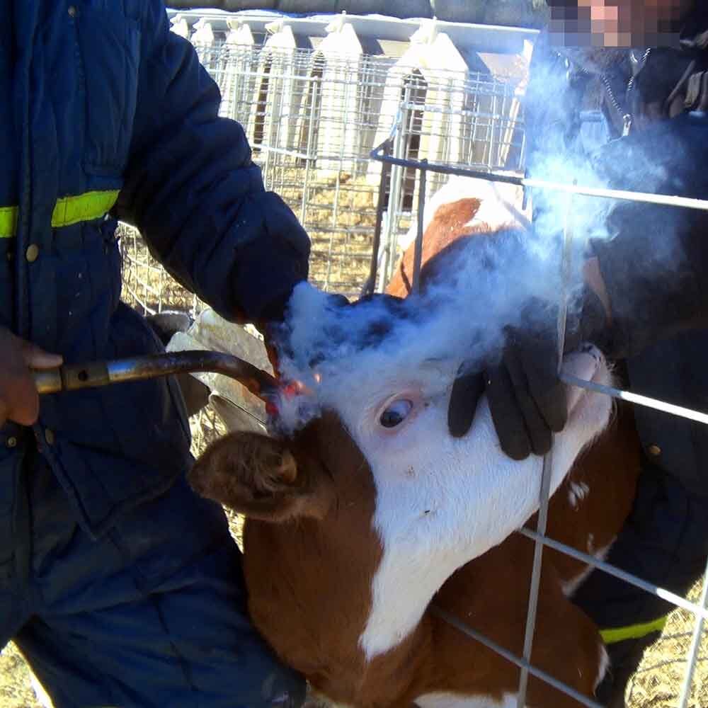 einem Kalb werden in der industriellen Tierhaltung die Hornanlagen ausgebrannt