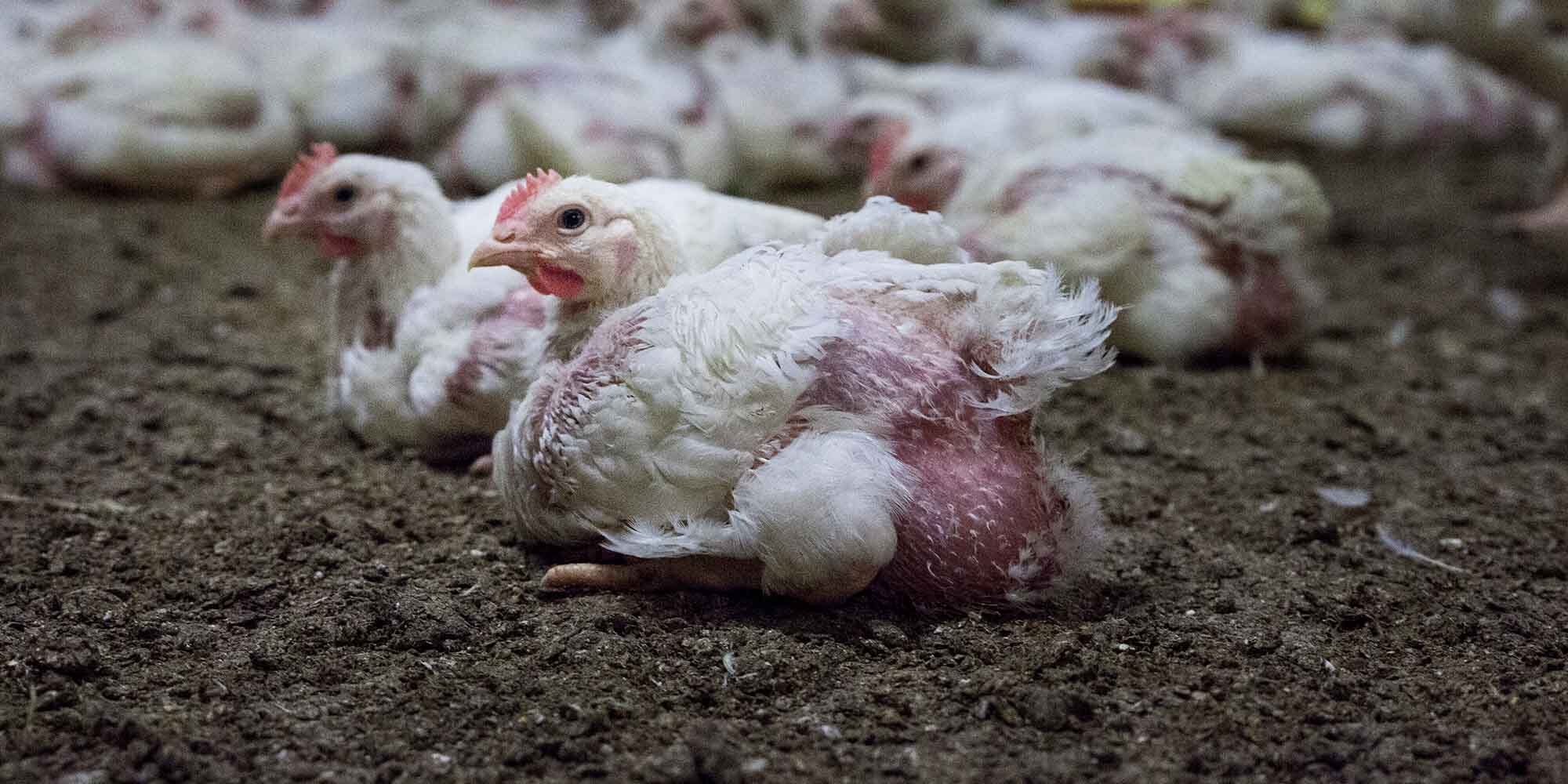 die Hühner in der industriellen Tierhaltung können ihr eigenes Gewicht oft nicht tragen