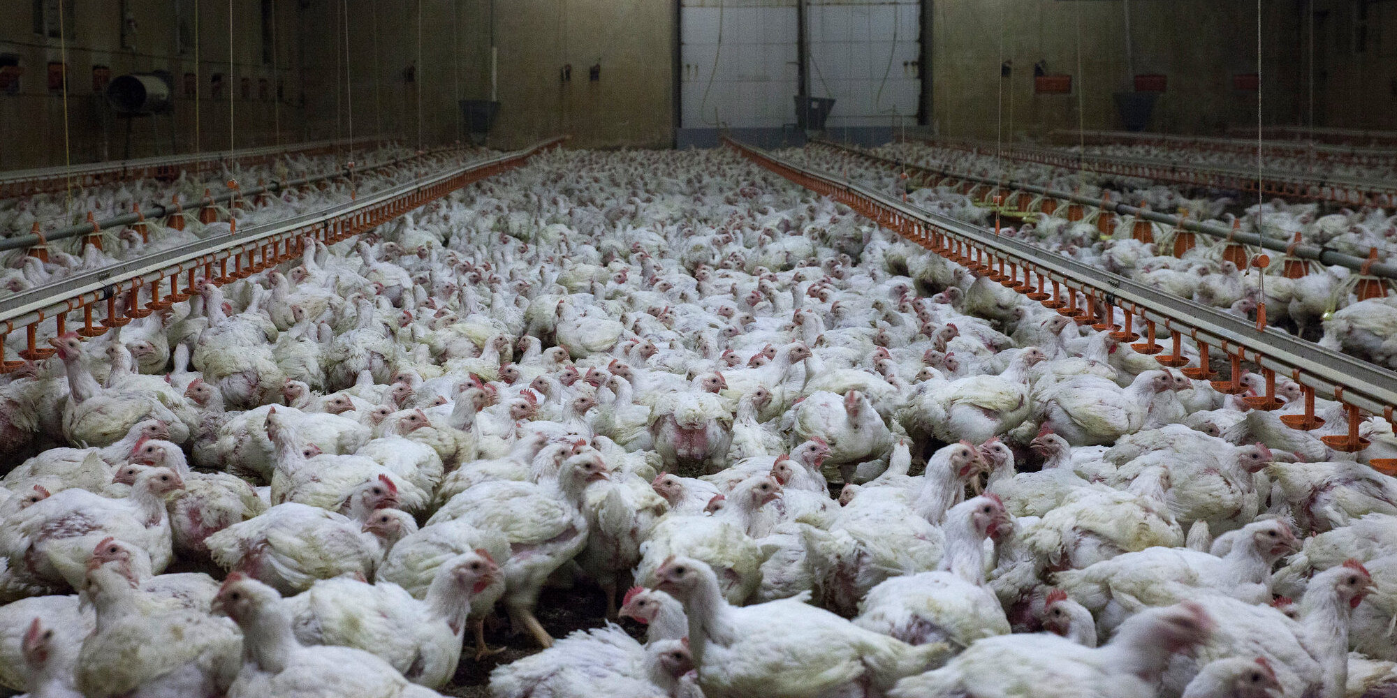 ein Stall voller Hühner in industrieller Tierhaltung