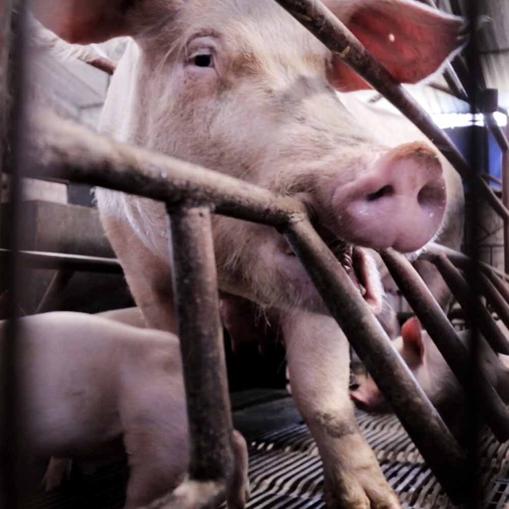 ein Schwein im Kastenstand in der industriellen Tierhaltung