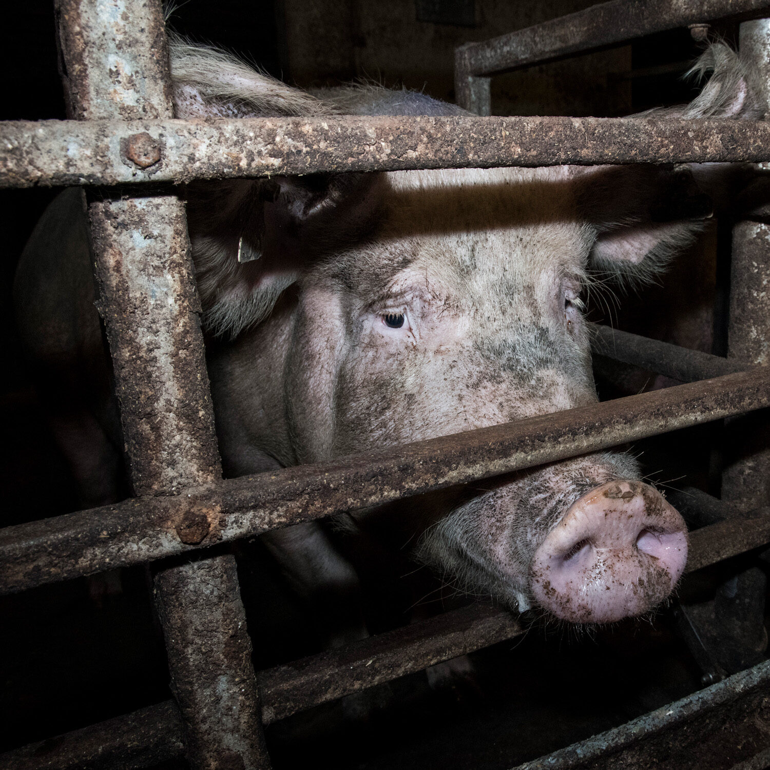 Schwein in industrieller Tierhaltung
