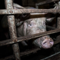 Schwein in industrieller Tierhaltung