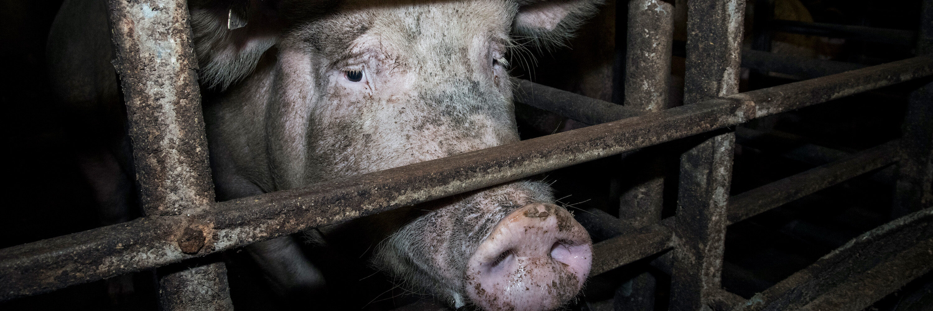 schwein in industrieller tierhaltung