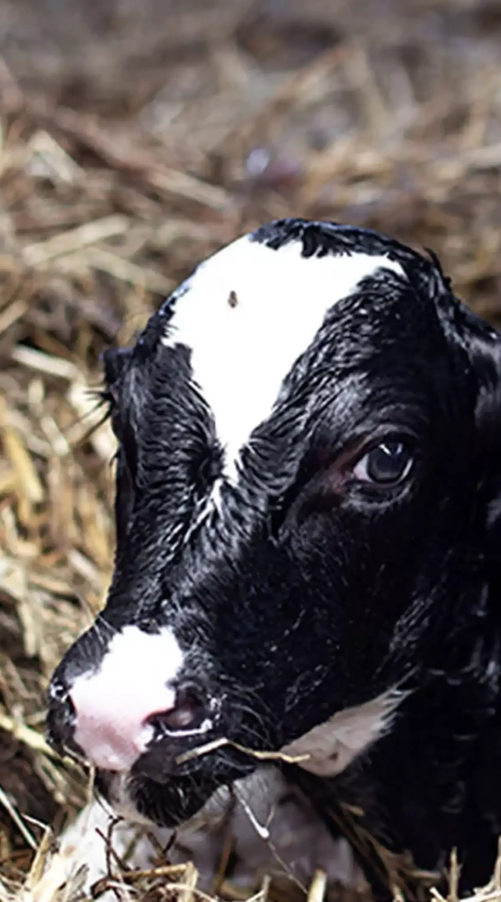 Kalb in der Milchindustrie