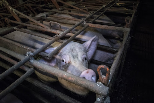 schwein in der industriellen tierhaltung