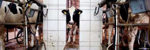 Ist Eiter in Kuhmilch? Die Wahrheit aufgedeckt