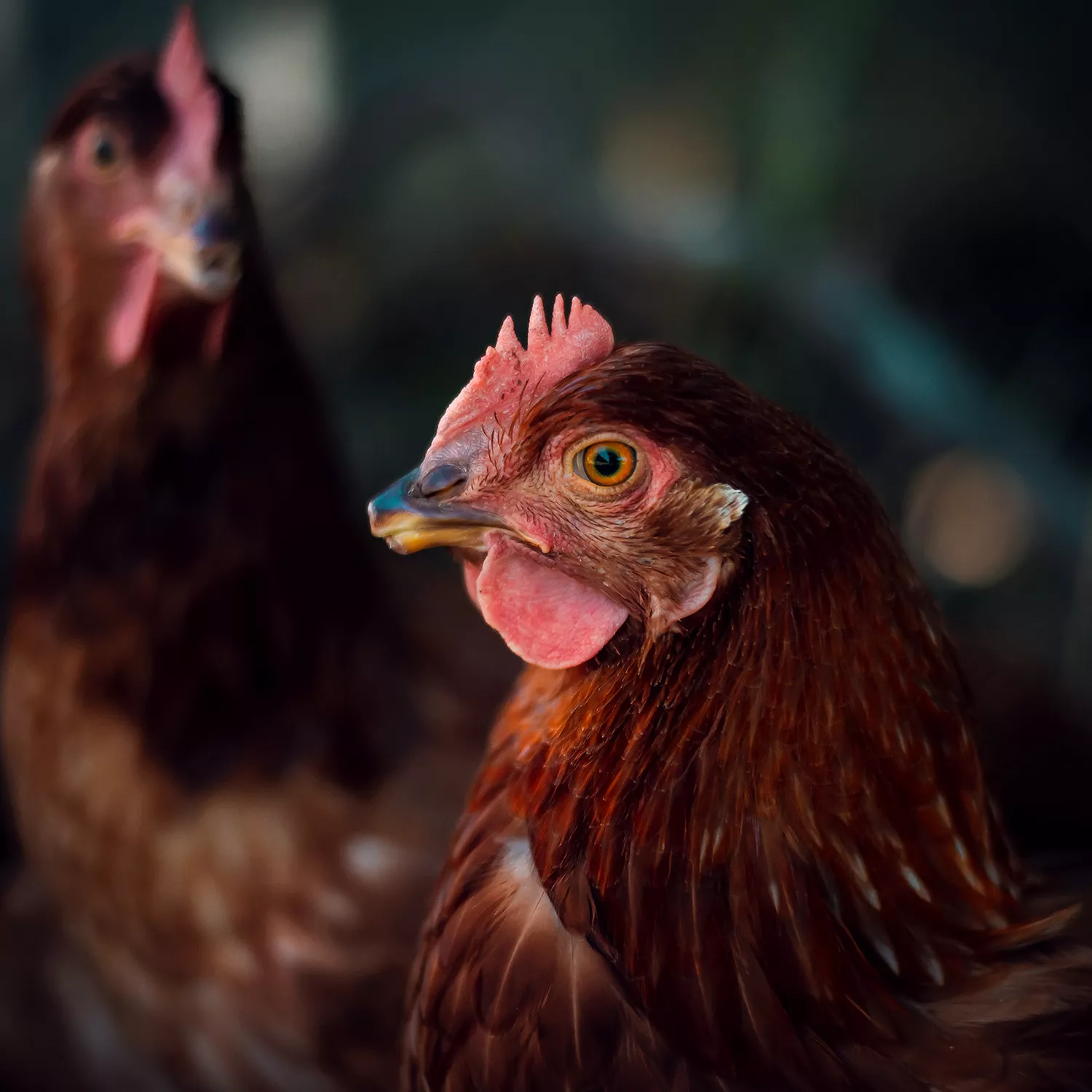 ein braunes Huhn