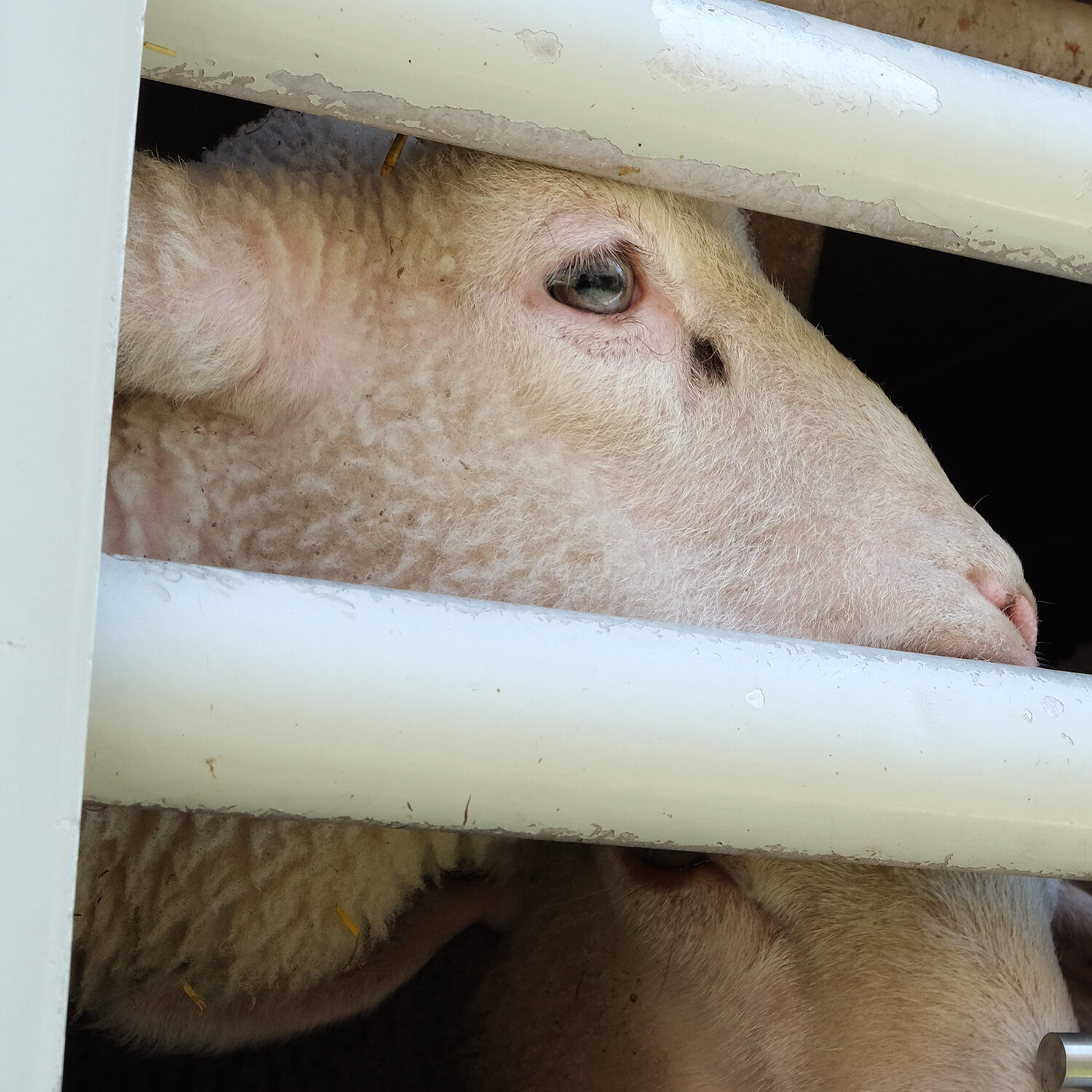 ein Lamm in einem Tiertransporter