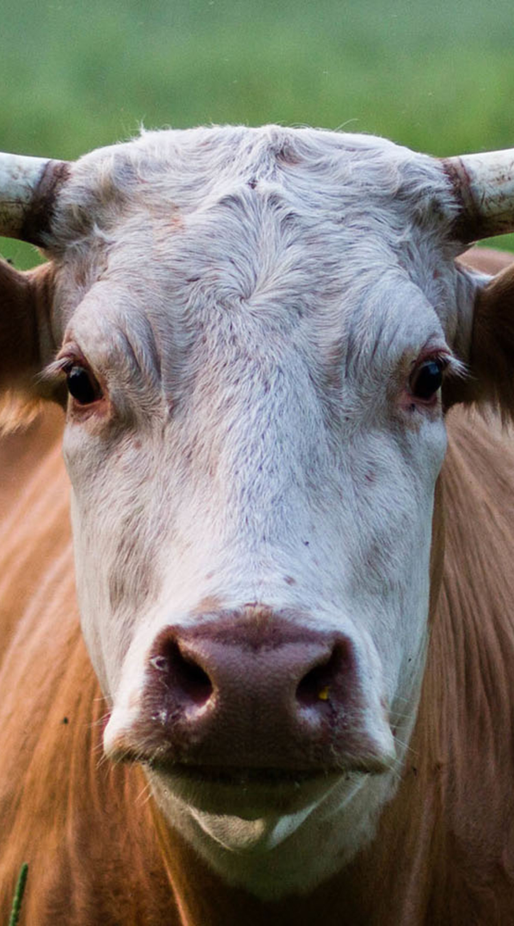 Rind auf einer Wiese