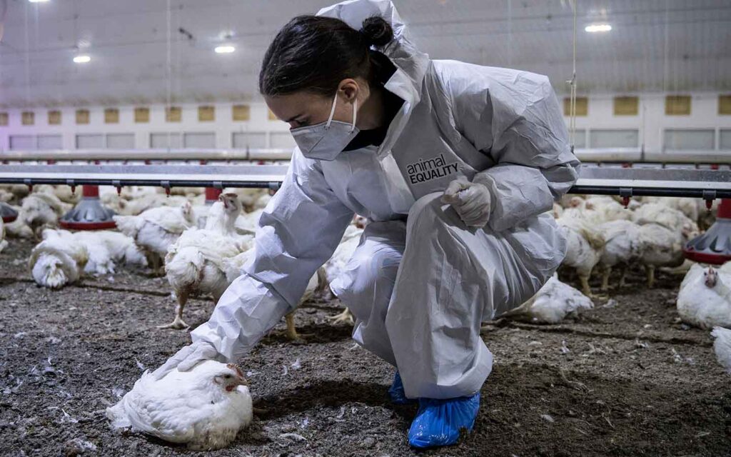 Schauspielerin Rooney Mara während einer der Recherche von Animal Equality über Hühnerbetriebe.