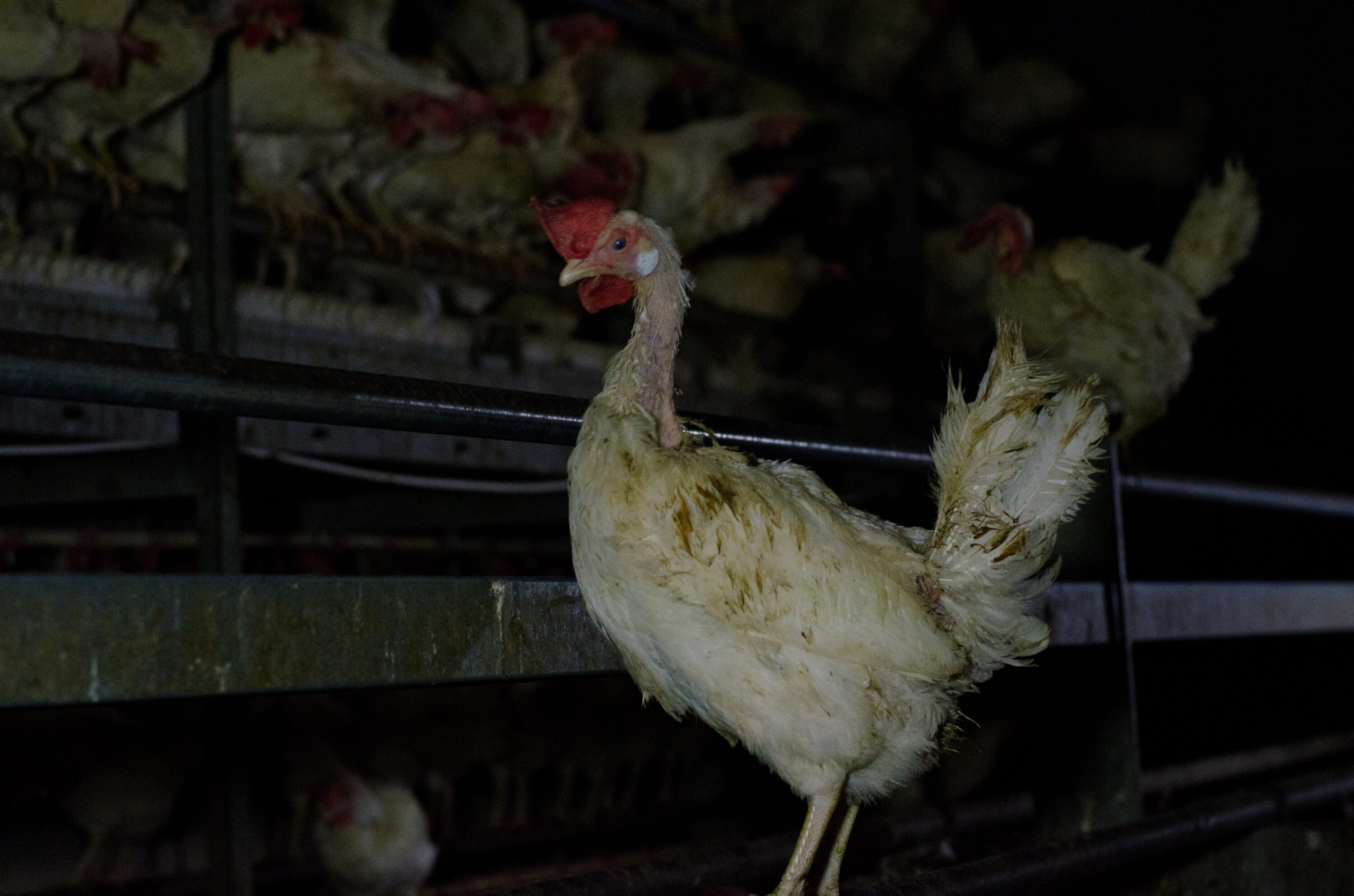 Kranke Legehenne in einem Bio-Betrieb