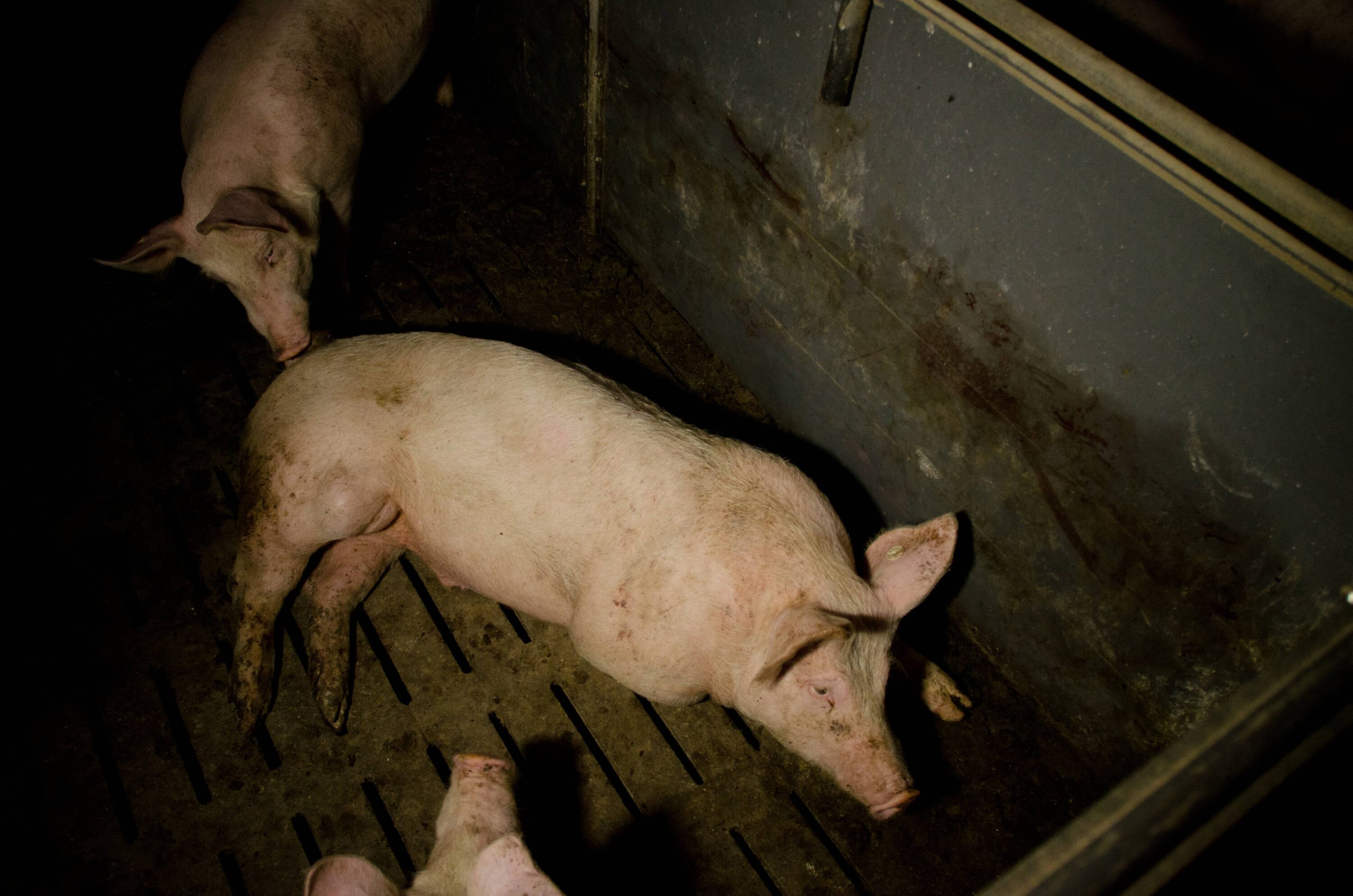Schwein in einem Mastbetrieb