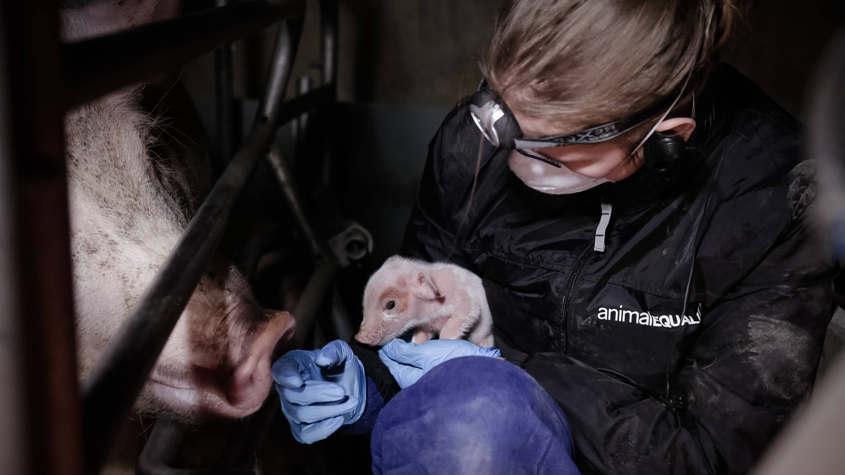 ermittlerin mit einem ferkel auf dem arm