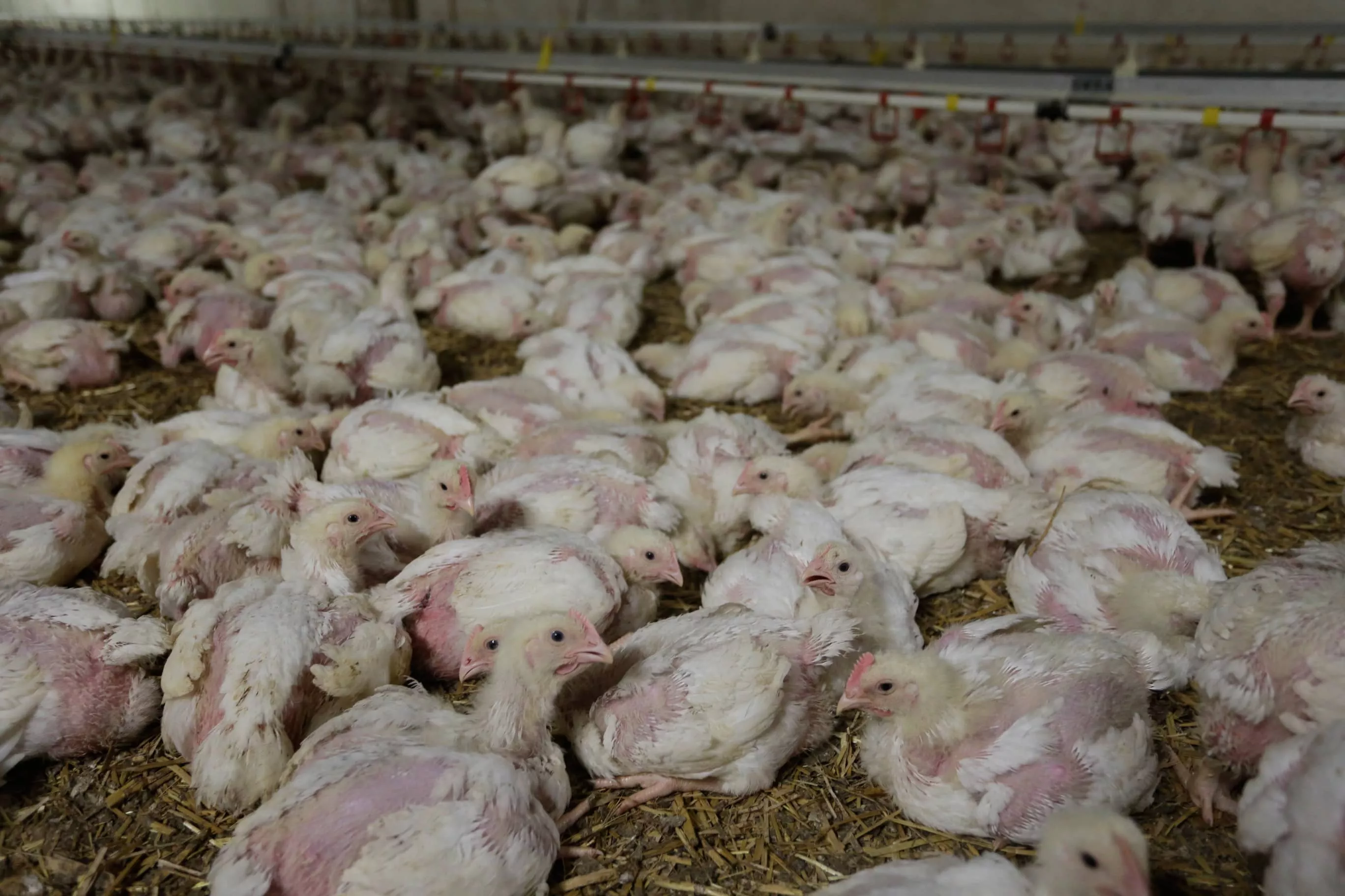 undercoverrecherche in einem hühnerhaltungsbetrieb