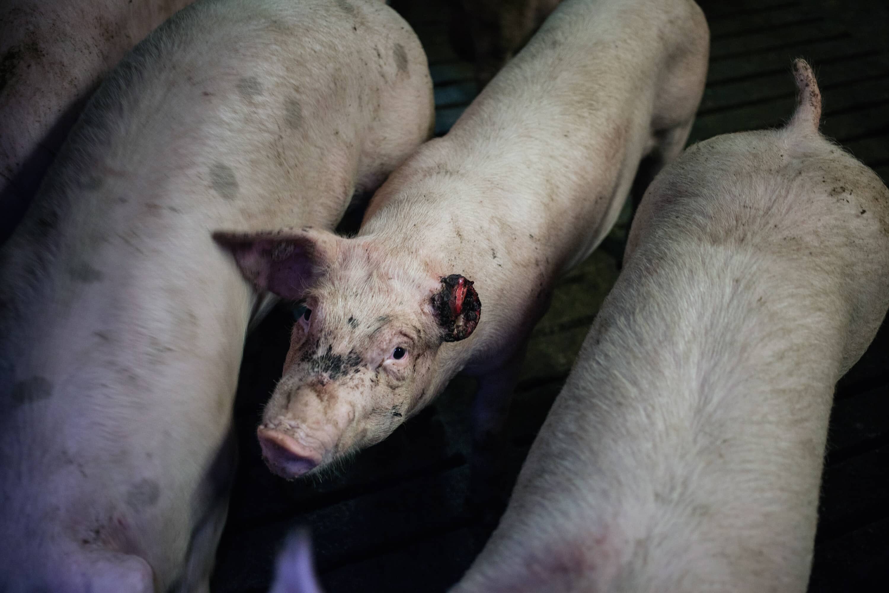 Verletztes Schwein in der Massentierhaltung
