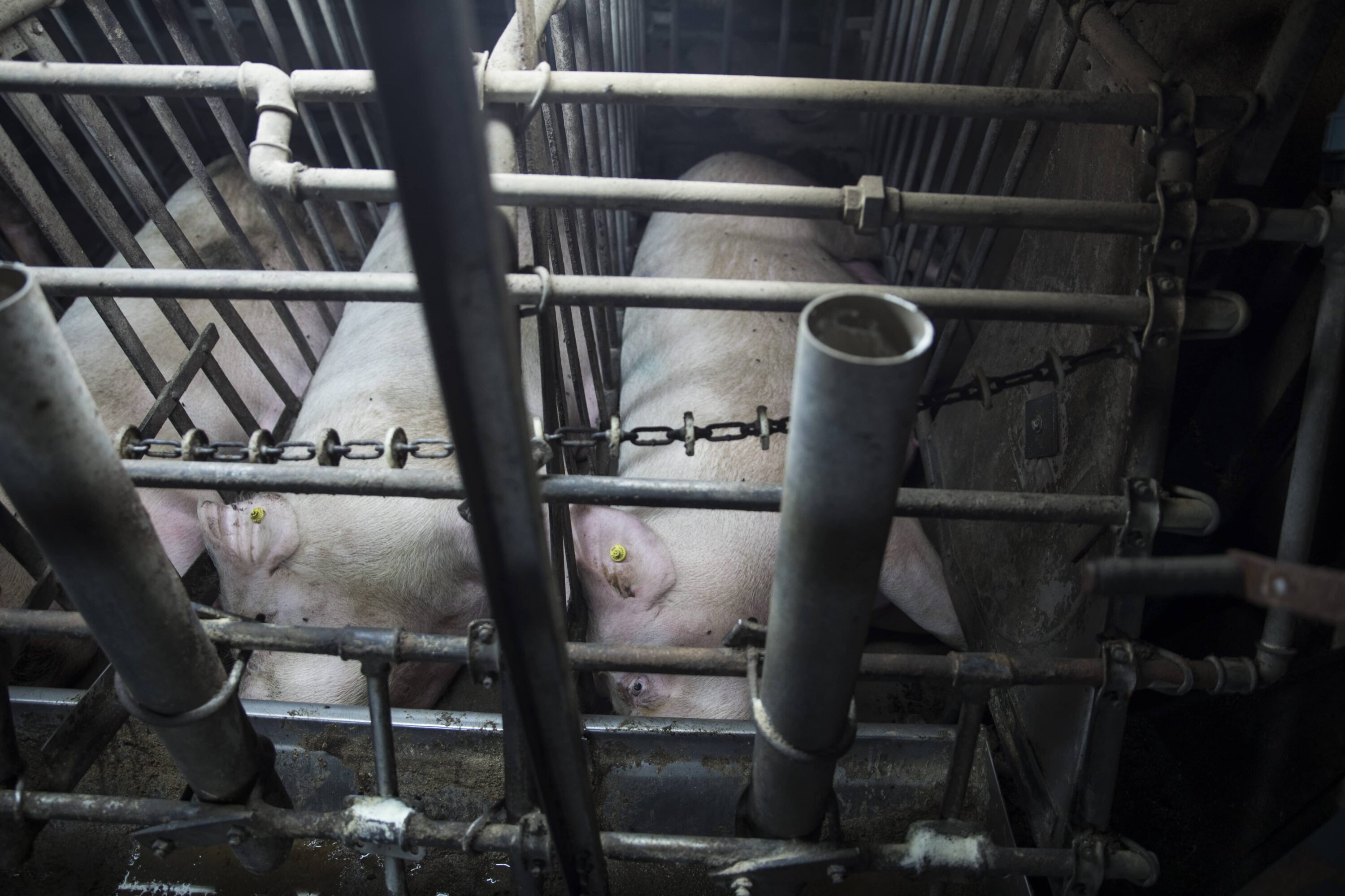 Schweine in Kastenständen