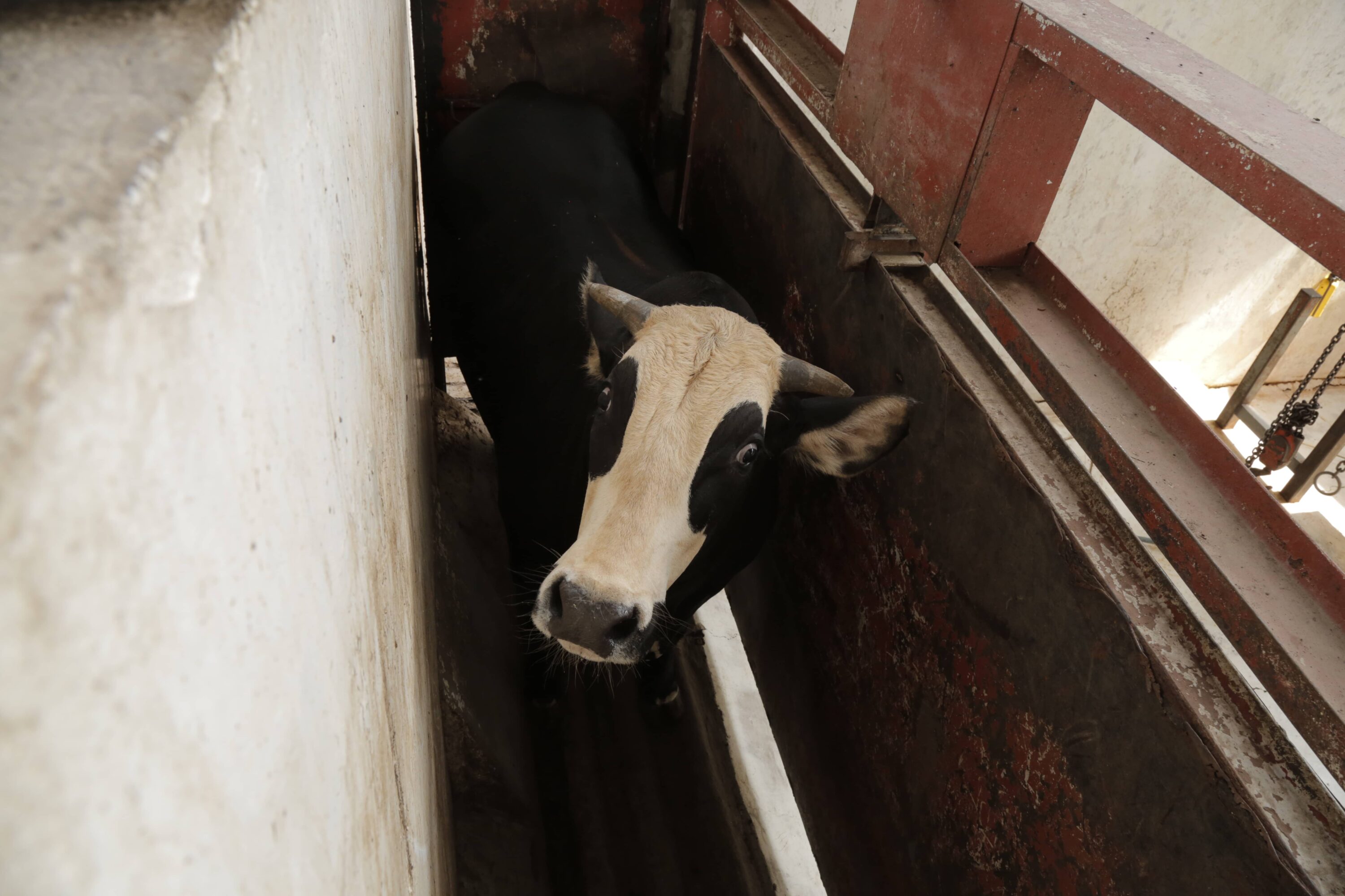 rind in einem schlachthaus