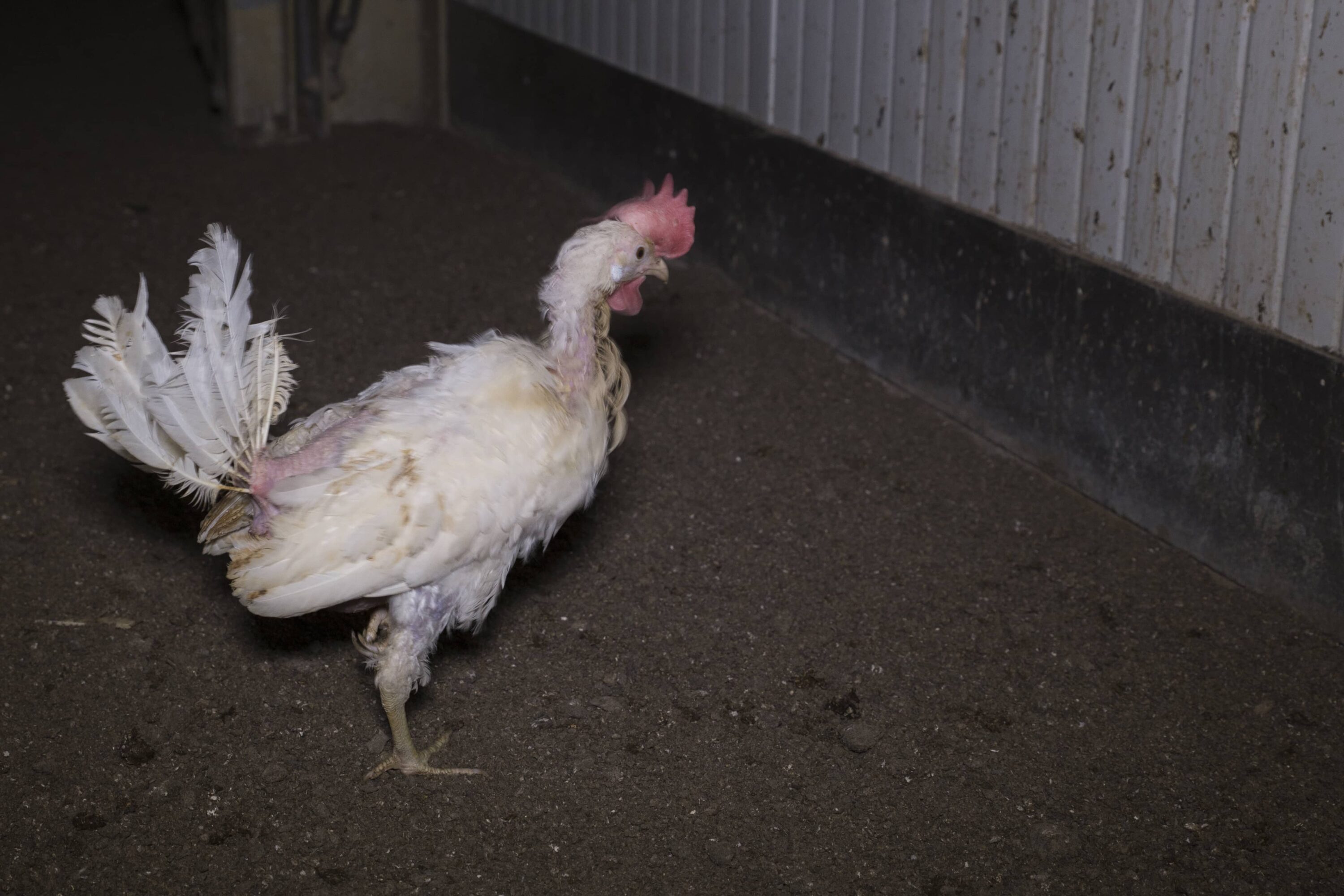 Krankes Huhn einem deutschen Eierbetrieb