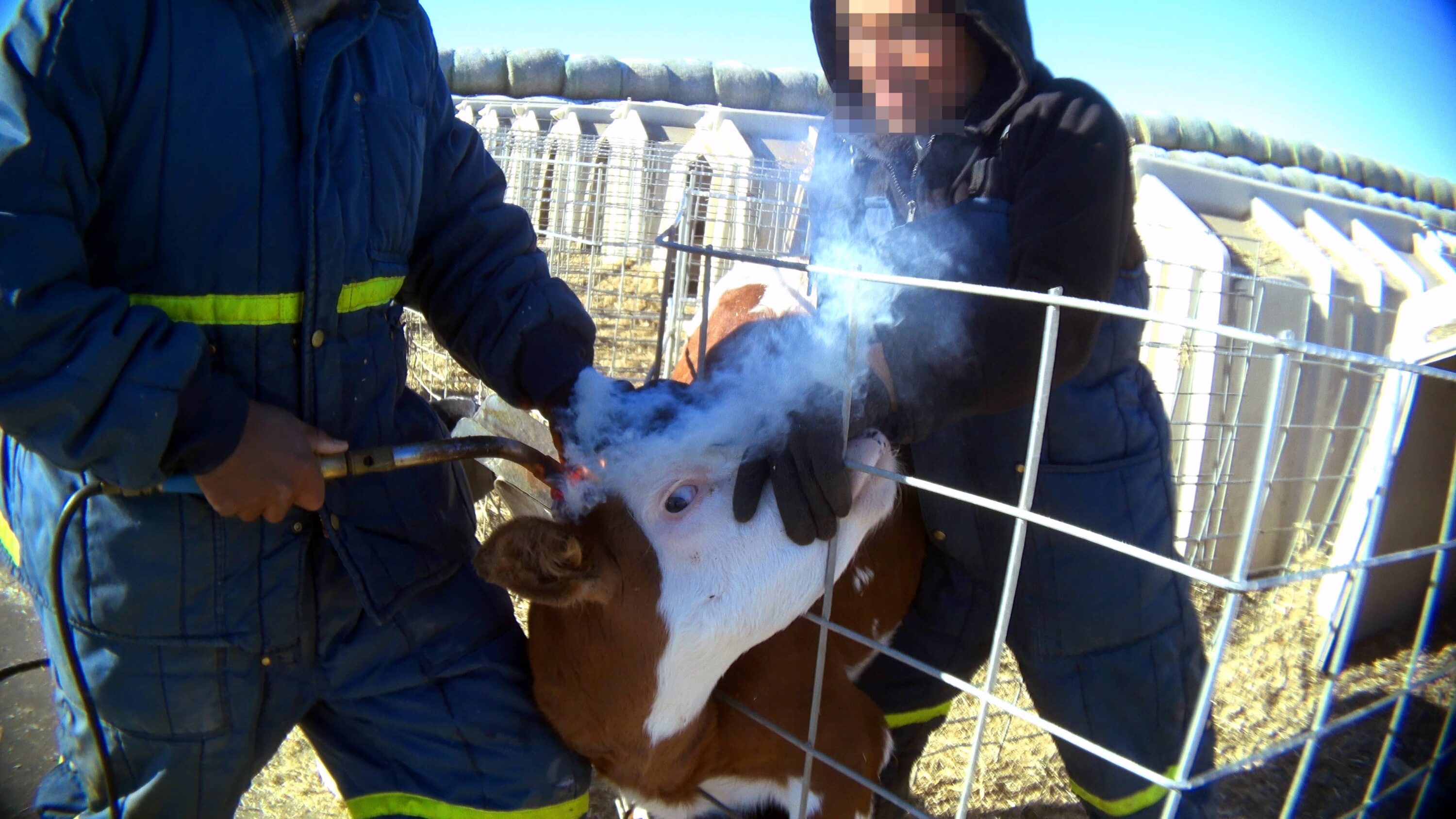 abbrennen von hornanlagen bei einem rind