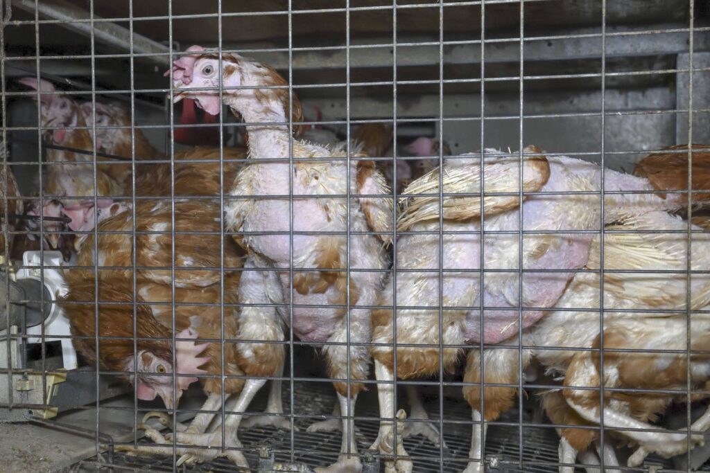 Hühner in der Eierindustrie