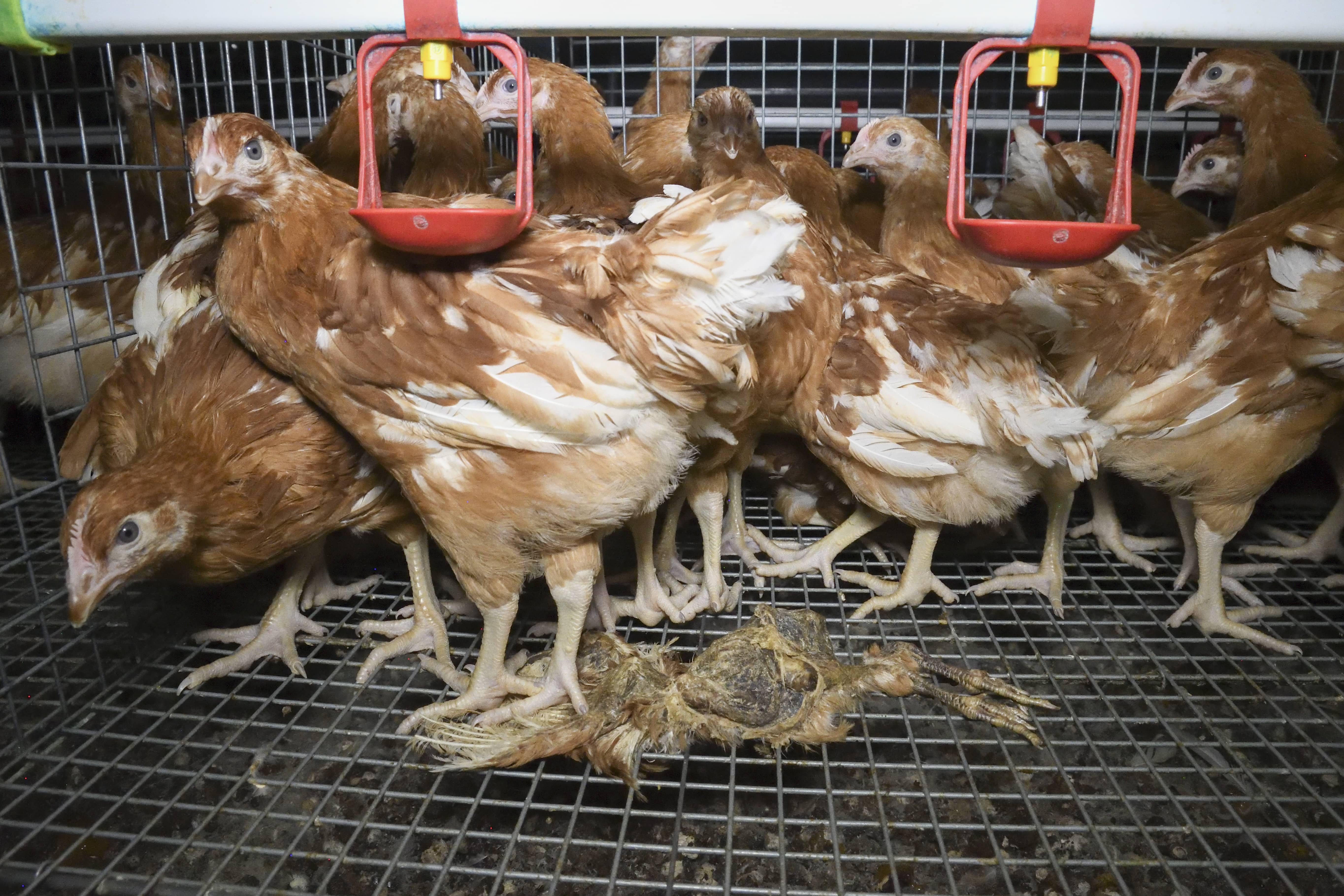 Hühner in einem Metallkäfig